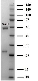 S-Adenosyl-Homocysteine Monoclonal Antibody (3B3)