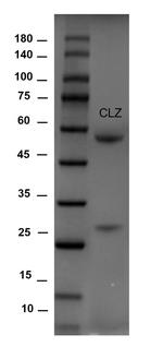 Carazolol Monoclonal Antibody (4B10)