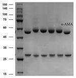 alpha-Amanitin Antibody in SDS-PAGE (SDS-PAGE)