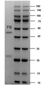 Fumonisin Monoclonal Antibody (2C7)