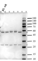 Beta-agonist Monoclonal Antibody (1E1)