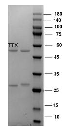 Tetrodotoxin Monoclonal Antibody (3A10)