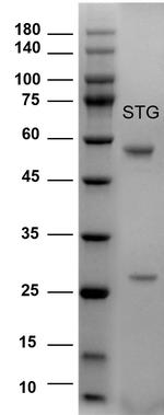 Sterigmatocystin Antibody in SDS-PAGE (SDS-PAGE)