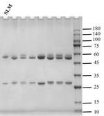 Salinomycin Antibody in SDS-PAGE (SDS-PAGE)