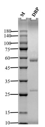 Dibutyl phthalate Antibody in SDS-PAGE (SDS-PAGE)