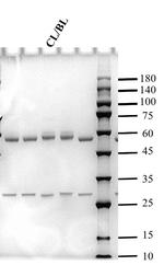 Clenbuterol Monoclonal Antibody (11F6)