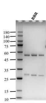 Berberine Monoclonal Antibody (3H10)