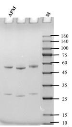 Apramycin Monoclonal Antibody (1B4)