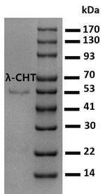 Lambda-Cyhalothrin Monoclonal Antibody (3B8)