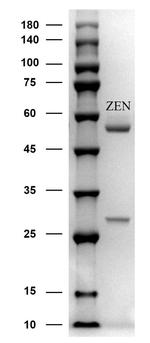 Zearalenone Monoclonal Antibody (6D3)