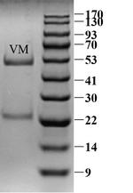 Vancomycin Monoclonal Antibody (4H3)