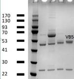 Vitamin B5 Monoclonal Antibody (2A2)