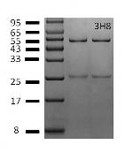 Vitamin B2 Antibody in SDS-PAGE (SDS-PAGE)