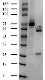 FK506 Antibody in SDS-PAGE (SDS-PAGE)