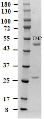 Trimethoprim Monoclonal Antibody (2A4)