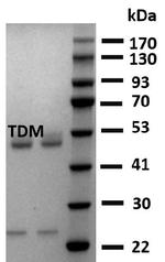 Triadimefon Monoclonal Antibody (3A4)