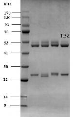 Tebuconazole Monoclonal Antibody (1E10)