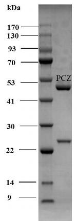 Penconazole Monoclonal Antibody (3G10)