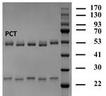 Pyraclostrobin Monoclonal Antibody (1D8)