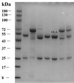 Olaquindox Monoclonal Antibody (3F2)