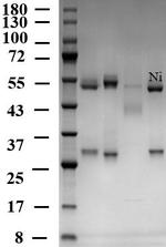 Nickel Monoclonal Antibody (4E3)