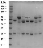 Olaquindox metabolite Monoclonal Antibody (1A11)