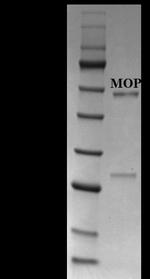 Morphine Monoclonal Antibody (2H2)