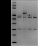 Meloxicam Monoclonal Antibody (3F2)