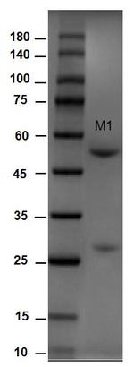 Aflatoxin M1 Monoclonal Antibody (1B11)
