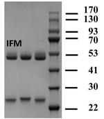 Isofenphos-methyl Monoclonal Antibody (2B1)