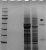 Histamine Monoclonal Antibody (1F3)