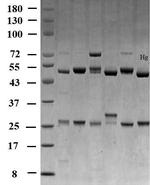 Mercury Monoclonal Antibody (1H7)
