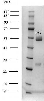Gibberellic acid Monoclonal Antibody (1G11)