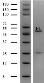 Fentanyl Antibody in SDS-PAGE (SDS-PAGE)