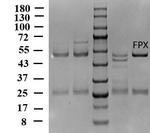 Fluxapyroxad Antibody in SDS-PAGE (SDS-PAGE)