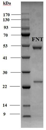 Fenitrothion Monoclonal Antibody (3B8)