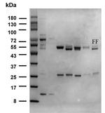Florfenicol Antibody in SDS-PAGE (SDS-PAGE)