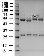 Enrofloxacin Monoclonal Antibody (1H12)