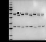 Diazepam Monoclonal Antibody (4F9)