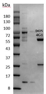 Deoxynivalenol Monoclonal Antibody (4G1)