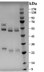 Diclazuril Antibody in SDS-PAGE (SDS-PAGE)