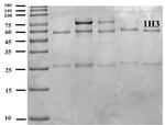 Digoxin Monoclonal Antibody (1H3)