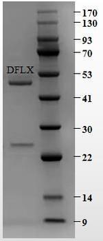 Difloxacin Monoclonal Antibody (2B1)