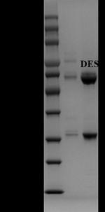 Diethylstilbestrol Monoclonal Antibody (2E6)