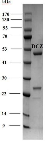 Difenoconazole Monoclonal Antibody (2C6)
