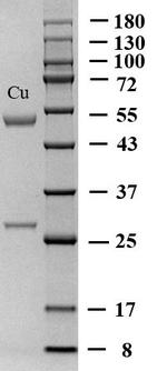 Copper Monoclonal Antibody (B4)