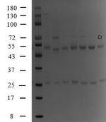 Chromium Monoclonal Antibody (1C9)