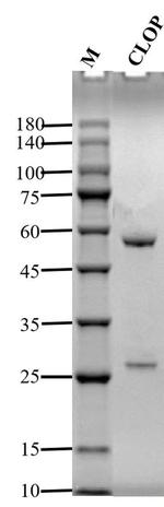 Clopidol Monoclonal Antibody (3H3)
