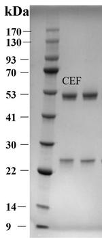 Ceftiofur Antibody in SDS-PAGE (SDS-PAGE)