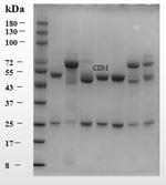 Clindamycin Monoclonal Antibody (1E8)
